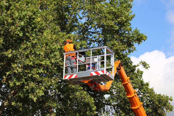 Best Commercial Tree Services  in Charleston, SC