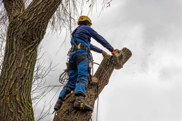 Best Hazardous Tree Removal  in Charleston, SC