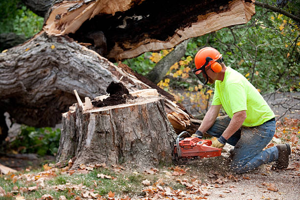 Charleston, SC Tree Care  Company