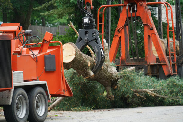 Tree and Shrub Care in Charleston, SC