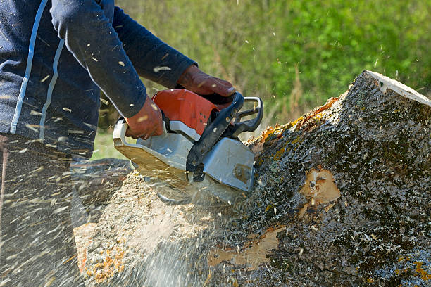 Best Tree Disease Treatment  in Charleston, SC